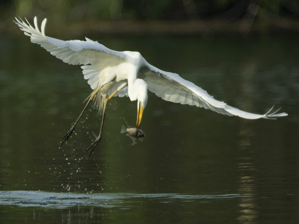 Jalohaikara, Great Egret, Egretta alba